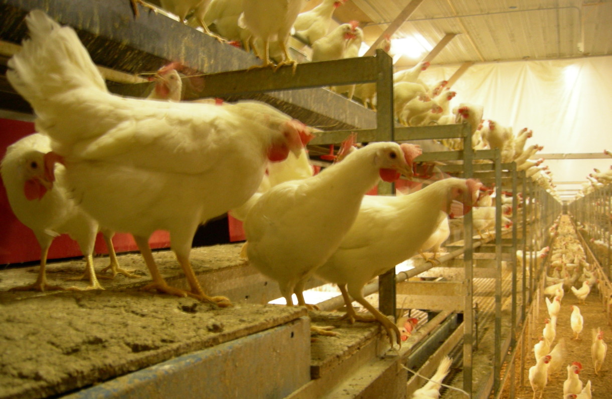 XOXO to Sodexo – For Taking a Stand for Millions of Hens