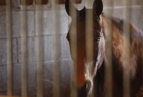 Court Ruling Underscores Need for Action to End Horse Soring