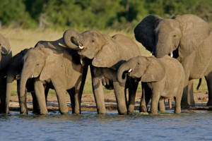 Ivory Wars – Right Here in the United States