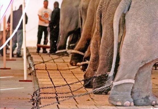 Ringling Bros. to End Elephant Acts - A Humane Nation