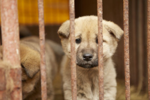 The South Korean 57 – Delivered From the Clutches of the Dog Meat Trade