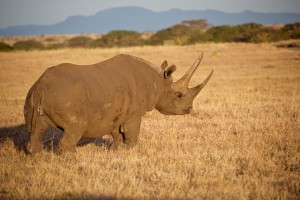 The Other Guys Seeking Rhino Horns and Elephant Tusks