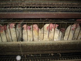 Breaking News: Aramark Goes All-In on Cage-Free, Marking More Progress for Hens