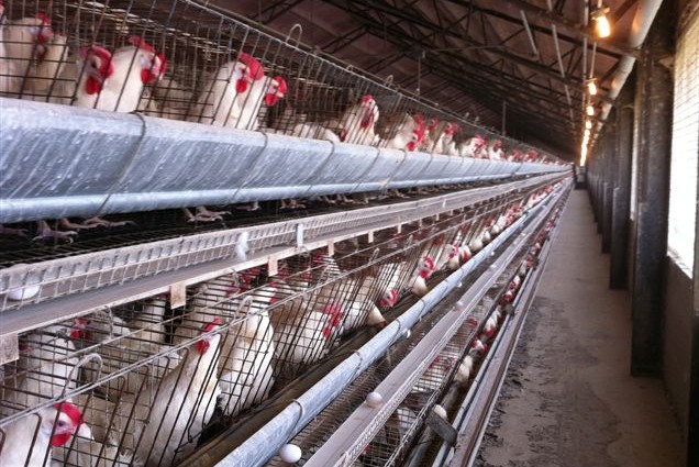 World’s Largest Food Service Provider Goes Cage-Free – Capping Series of Reforms From Biggest Names in Sector
