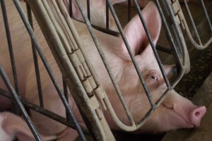 The March Toward Moral Progress for Animals