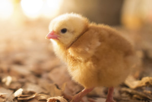 Factory Farming Incubating Bird Flu, Compounding Misery