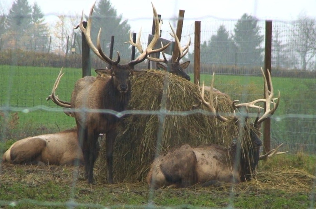 Honest-to-Goodness – Captive Hunting Rampant in Indiana