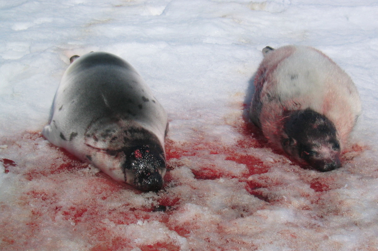 Major Seal Buyer Says No Mas to More Seal Pelts