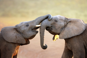 China and U.S. Pledge to End the Ivory Trade