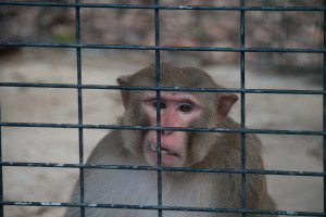 Monkey Business at Labs and Roadside Zoos Must End