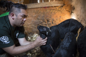 HSI Brings Much-Needed Help to Animals in Nepal