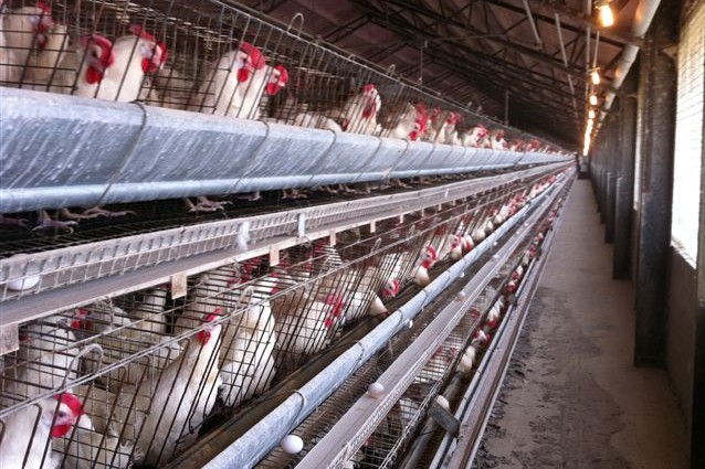 Avian Influenza Just One Marker of Sickness in Industrial Agriculture