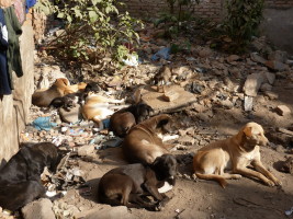 Street dogs sit amid the rubble in Nepal.