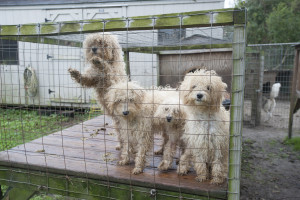 Progress on Ag-Gag and Puppy Mill Fronts