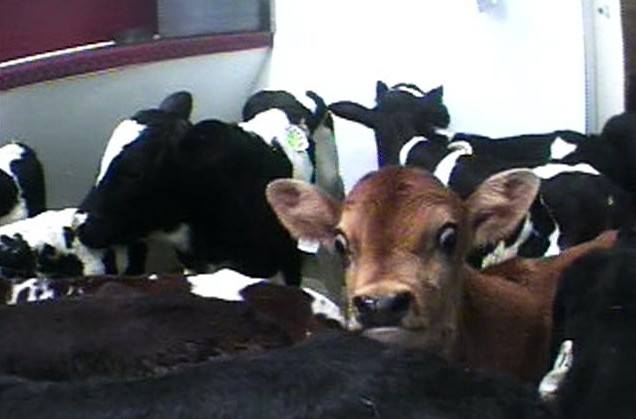 Proposed USDA Rule Would Ban Slaughter of Sick, Injured Calves