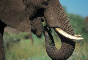 Federal Govt., States Need to Act Now to Restrict Ivory Trade