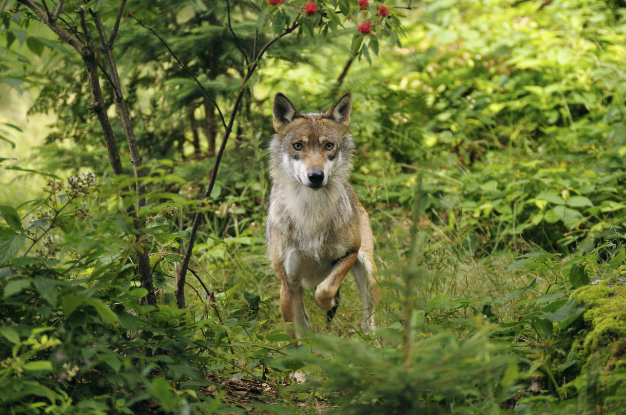 Finding Solutions for Wolves in the Great Lakes