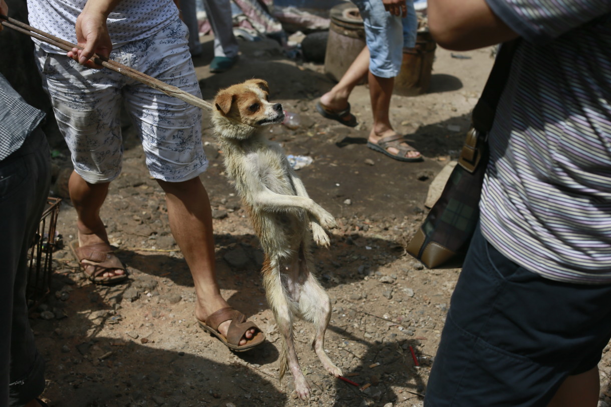 Yulin Dog Meat Festival Provokes Global Fury