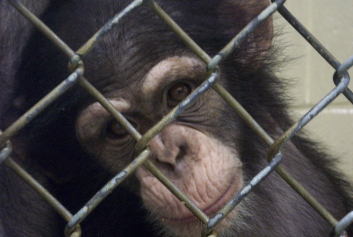 At Long Last, All Chimpanzees, Including Captive Animals, to Get Strongest Protections Under the Endangered Species Act