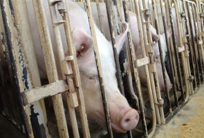 Brazil Meat Processing Giant Says It Will Go Crate Free