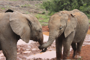 Will Humanity Rise to the Defense of Elephants?