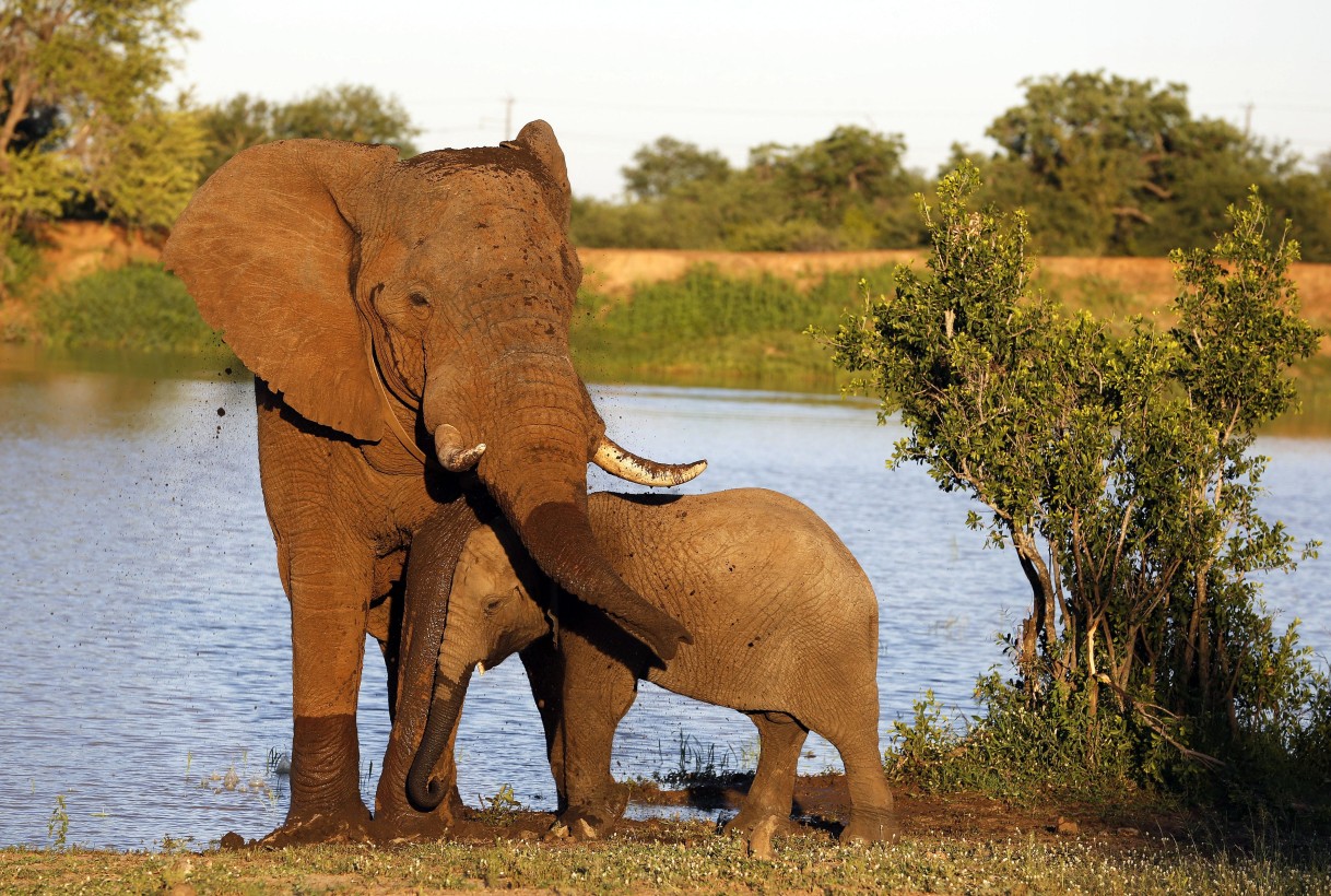 Protecting Elephants a Matter of National Security