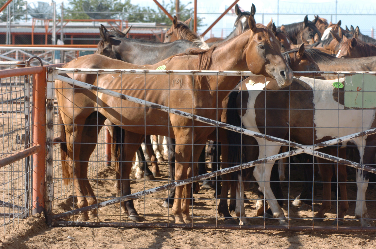 Industry attempts to revive horse slaughter in the U.S.