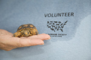 A volunteer with The HSUS hold a baby gopher tortoise during a relocation. 