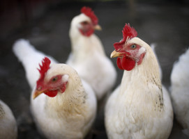 General Mills Will Go 100 Percent Cage-Free