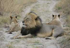 Cecil the lion with his cubs.