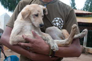 One of the many street dogs helped by Humane Society International's street dog program.