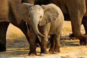 Breaking News: Obama Announces Landmark Commercial Trade Ban on Ivory