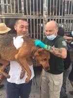 Adam Parascandola and local activists carrying one of many dogs rescued after the truck taking them to slaughter was intercepted.