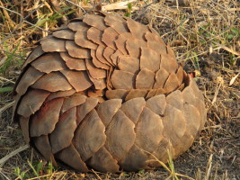 While meant to serve as a defense, the pangolin fear response of curling into a ball makes them easier to transport for smugglers. 