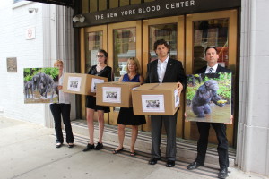 New York Blood Center Just the Latest Threat to Chimps