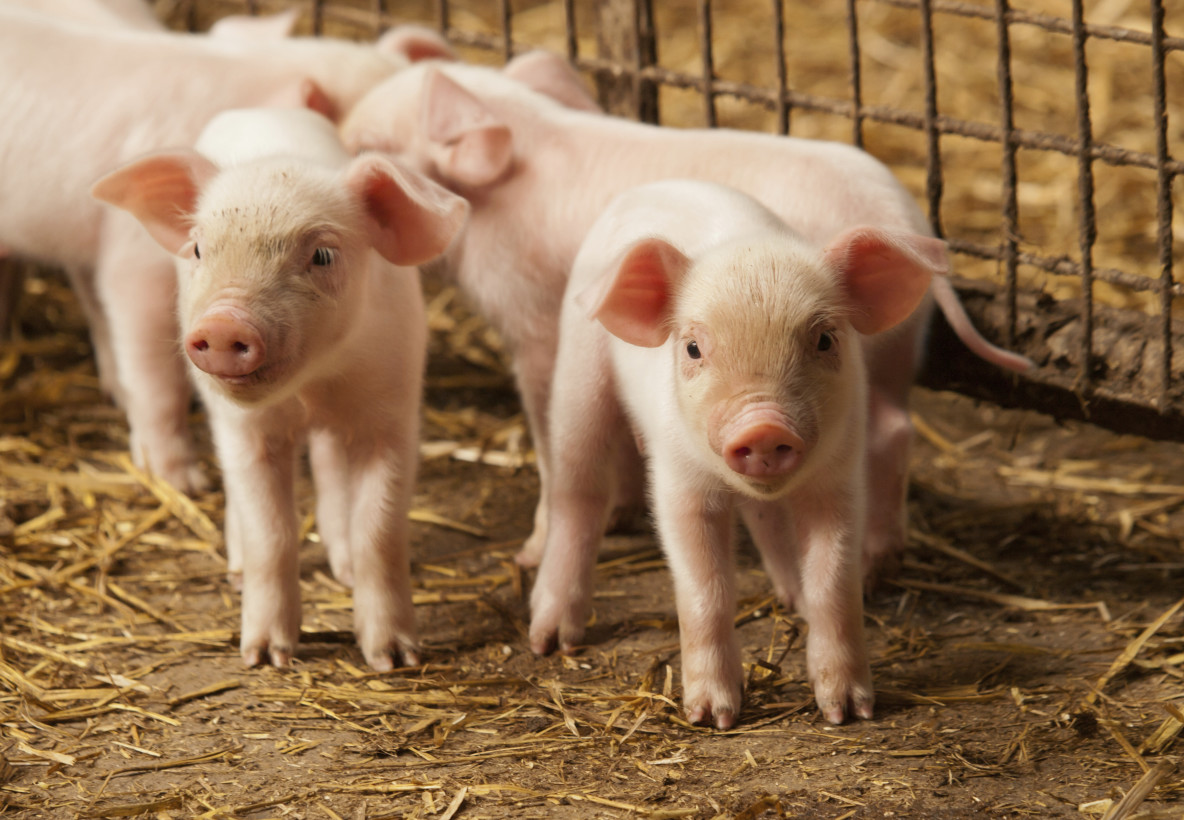 Breaking News: Cheesecake Factory Makes Major Announcement on Gestation Crates, Cage-Free Eggs
