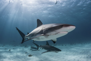 Putting a Stop to Human Attacks on Sharks