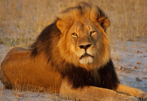 First-Class Move By Airlines to Protect African Wildlife