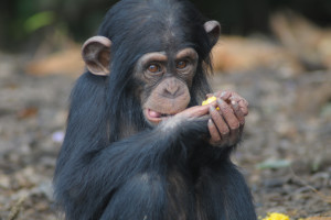 New York Blood Center Offers More Lame Excuses for Abandoning Chimps