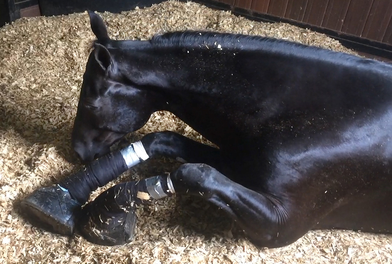 Daughter Lick Sleeping Mature Pussy - New HSUS Investigation Exposes Soring, Abuse of Walking Horses at Top  Tennessee Stable Â· A Humane World