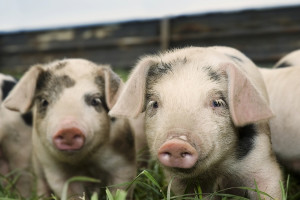 Federal Court Victory May Carve Up Big Pork Scheme