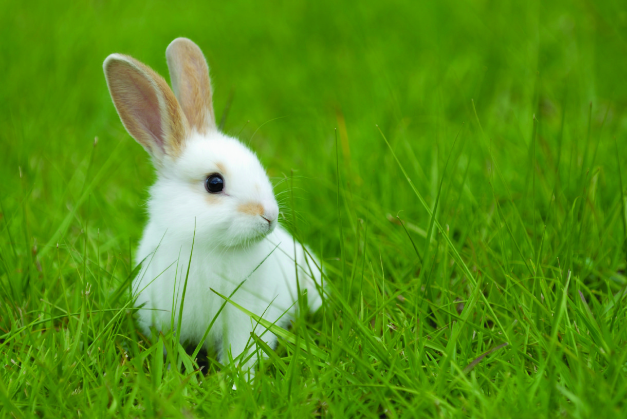 Time for U.S. Military to Launch a Surge – for Alternatives to Animal Testing