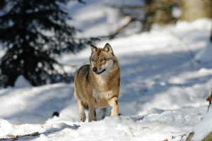 Isle Royale Wolves Need Your Help