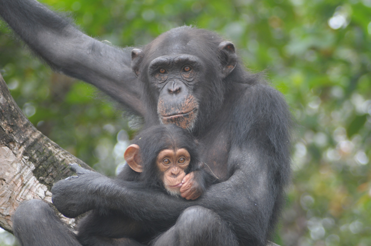 At Long Last, Testing on Chimps to End in the United States – and the World