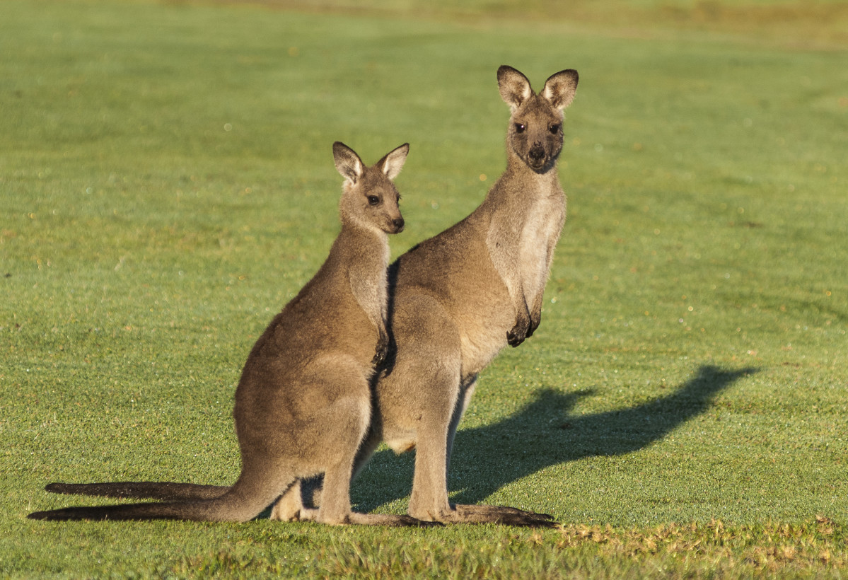 New documentary exposes Australia’s dirty secret – Kangaroos killed by the millions each year