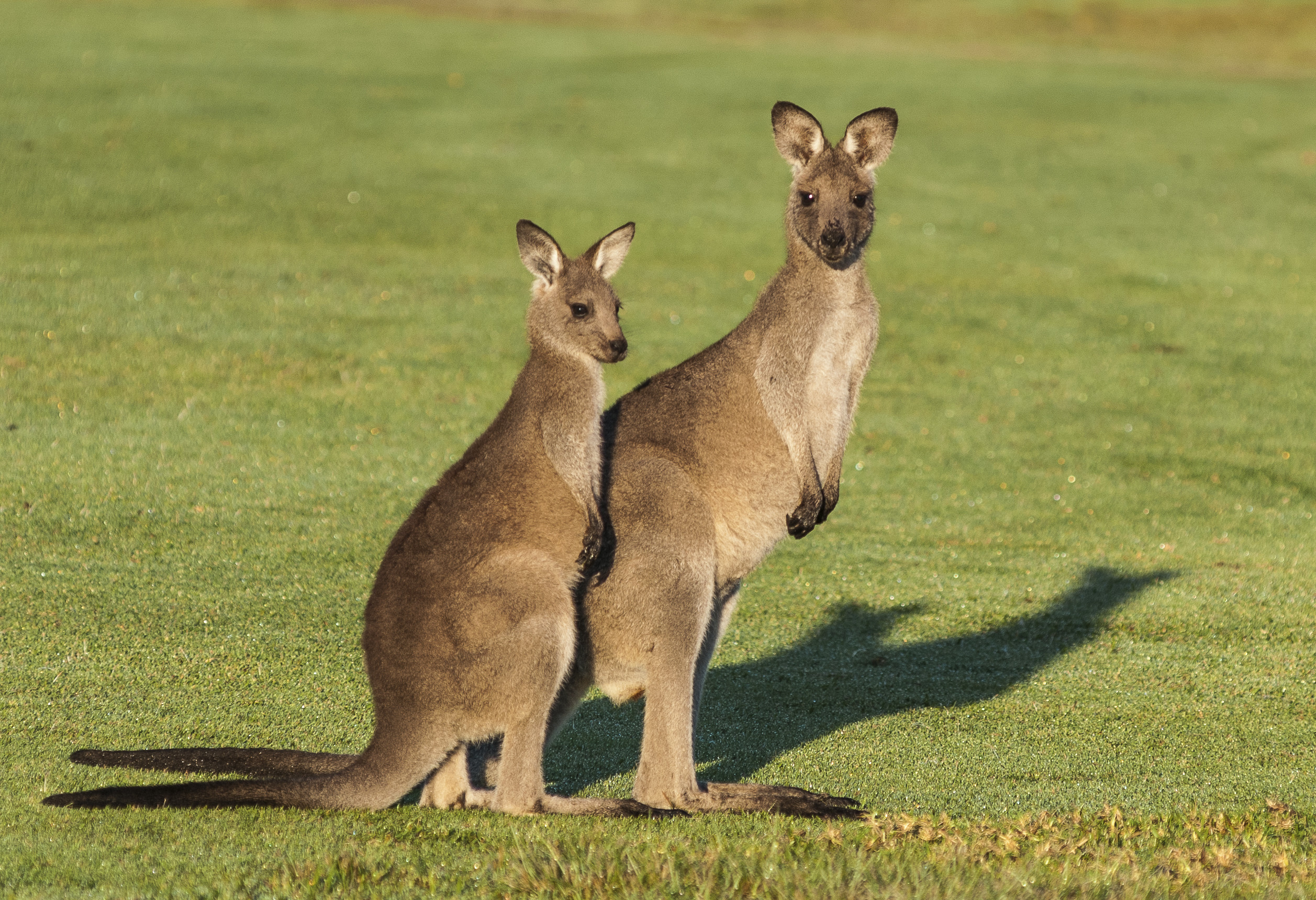 Сколько живут самки. Кенгуру в Австралии. Кенгуру животное Австралии. Сумчатые кенгуру. Кенгуру с кенгуренком.