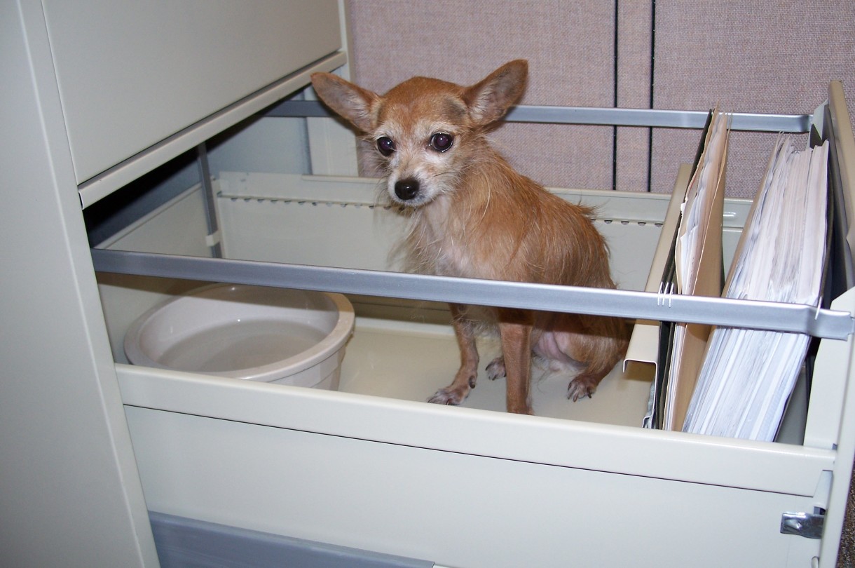 The HSUS and Partners Propose New Federal Standards for Dog Care at Major Breeding Facilities