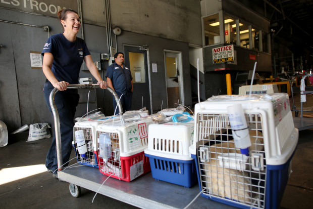 The dogs arrive at San Francisco airport where they begin a new journey to find loving homes.