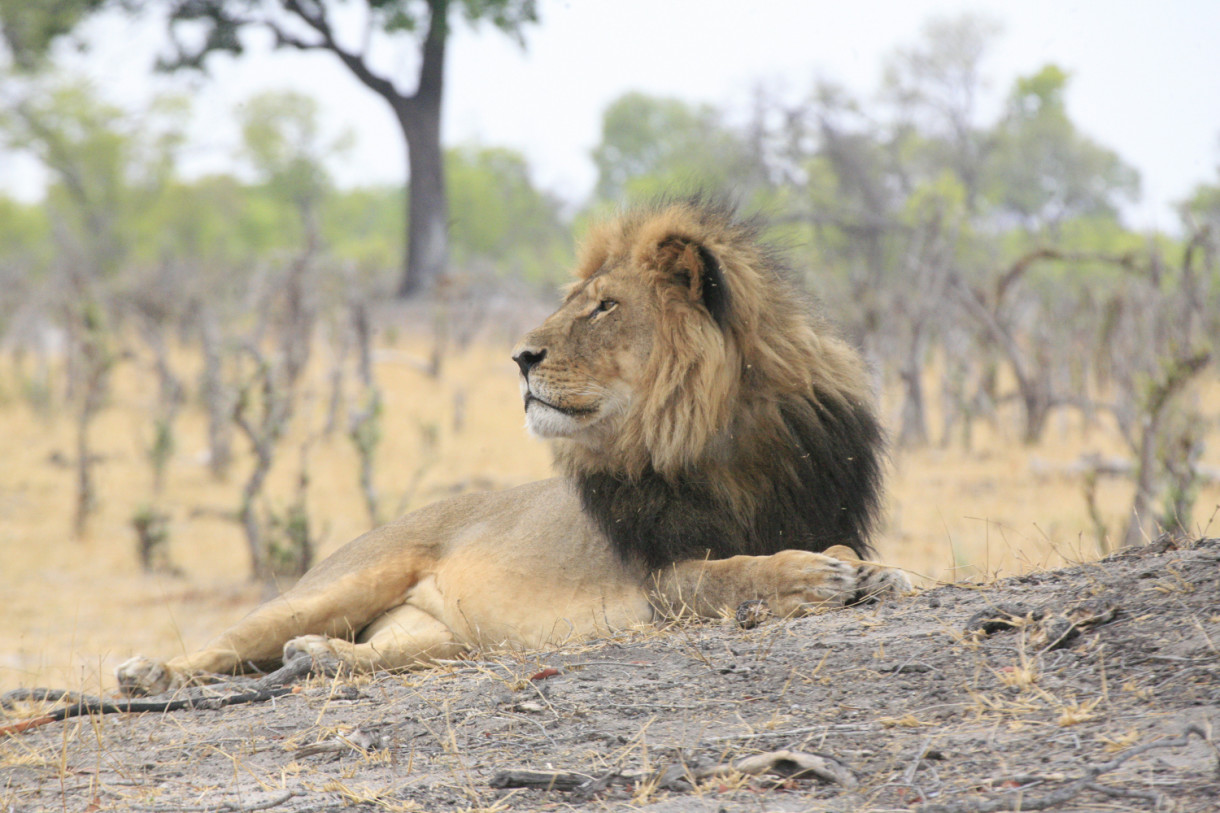 Killing of Cecil a Shot Heard Round the World to End Trophy Hunting Madness of Rare, Majestic Animals
