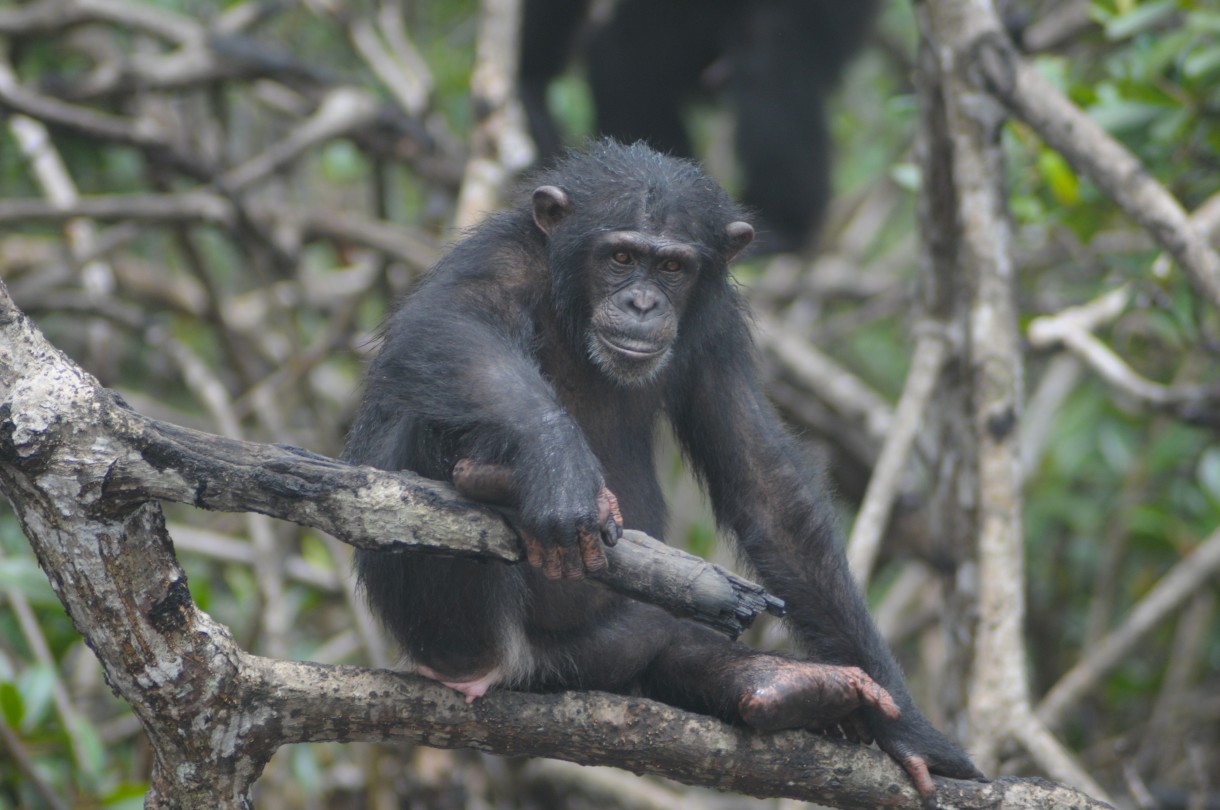 Chimps Deserve Better – and Things Are Getting Better for Them